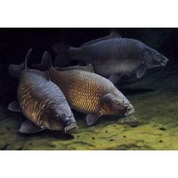 Radio De colmic vissers live