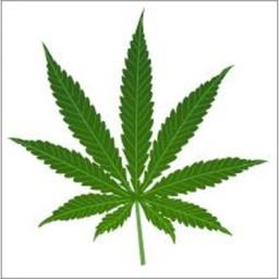 Ambiance Reggae live