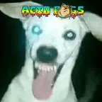 The Acid Station Of The Dogs live